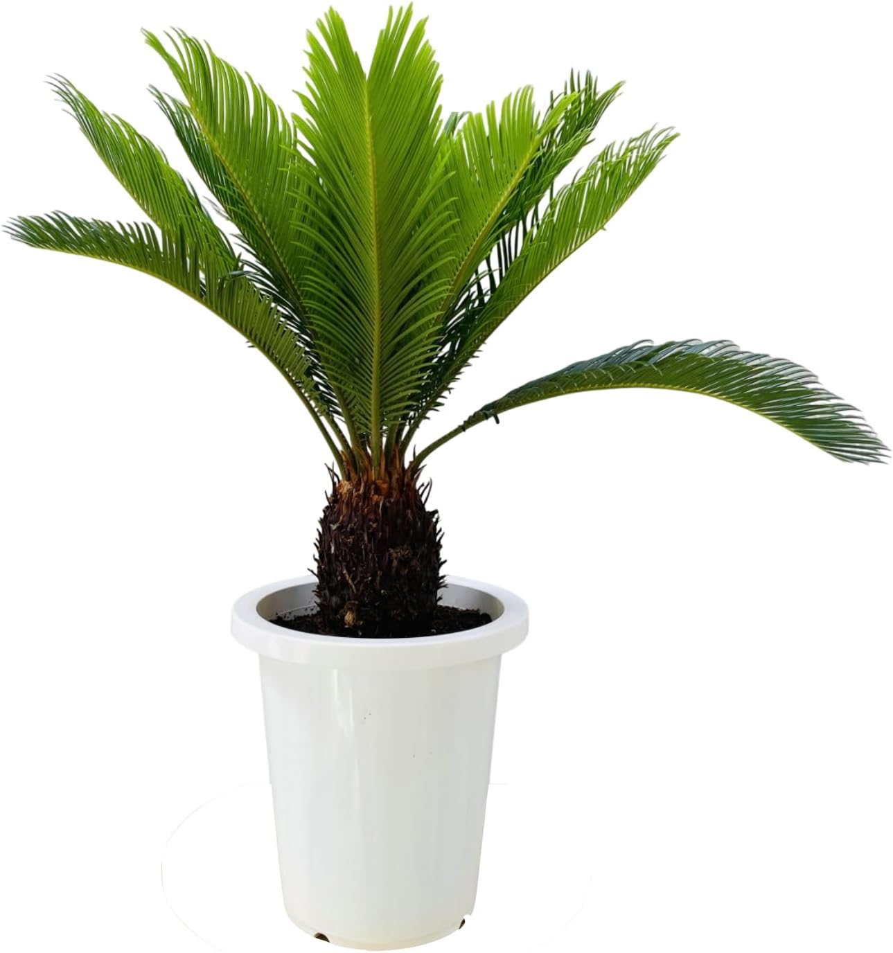 やどろき　ディオーン　エデュレ　種子20粒 やどろき ディオーン エデュレ 種子20粒 やどろき ディオーン エデュレ